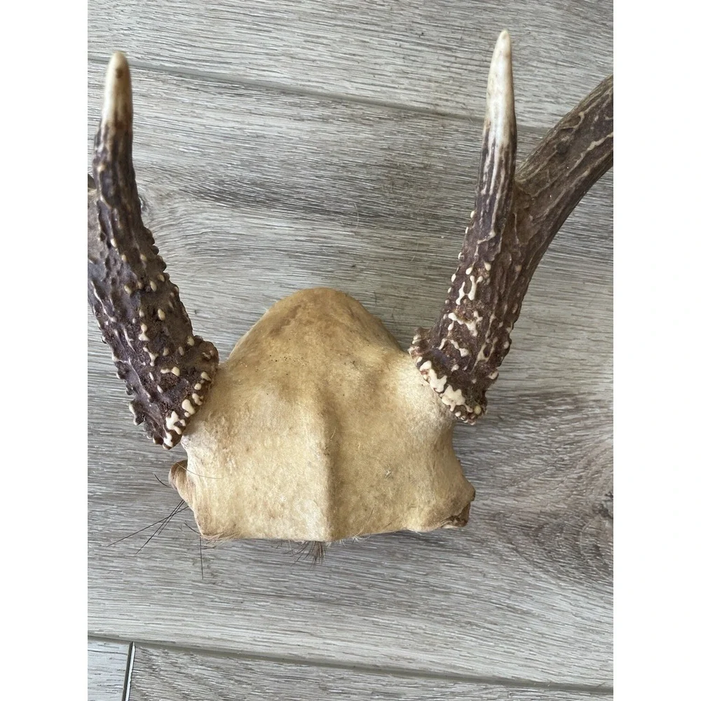 Vintage Deer Antler Scull Cap Mount  8 Point Cabin Decor Taxidermy